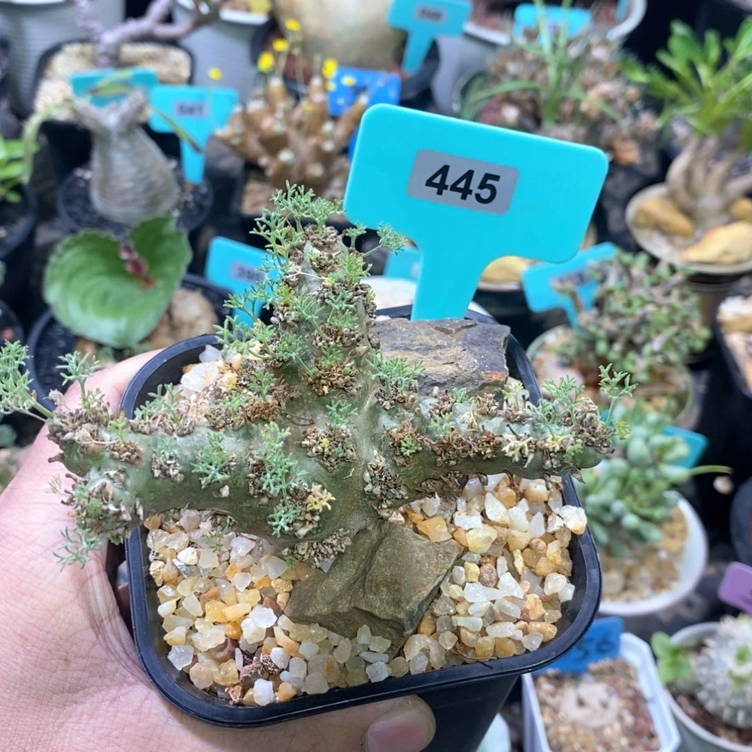 白皮越界多肉植物