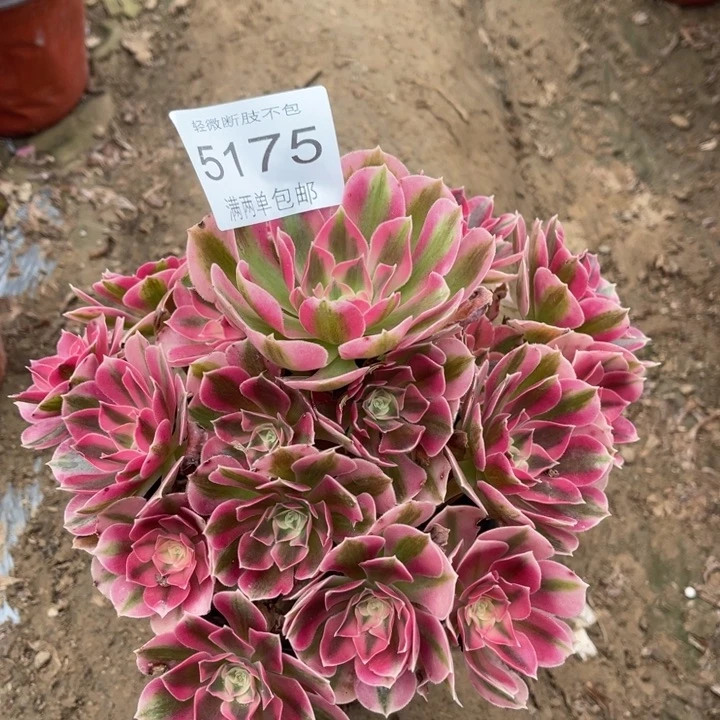 5175女巫的的多肉的