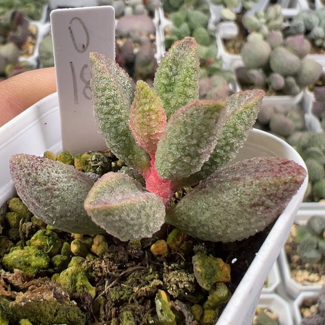 L***菁w冰晶颗粒款实生新品