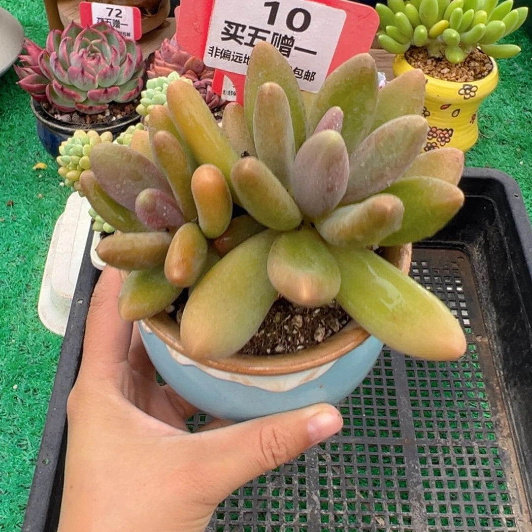 表妹精品多肉植物10