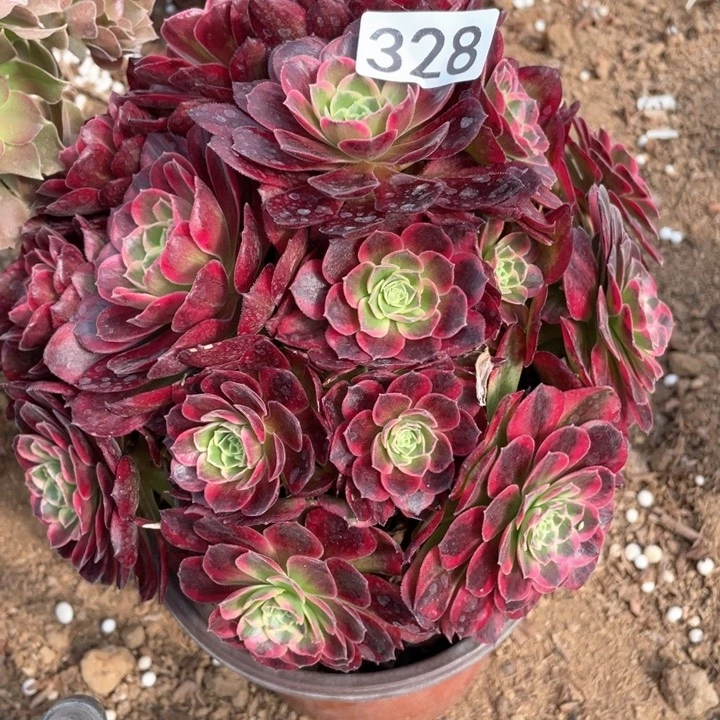 328多肉植物安娜