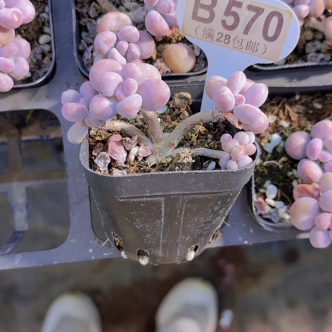 B570腰子蛋一物一拍