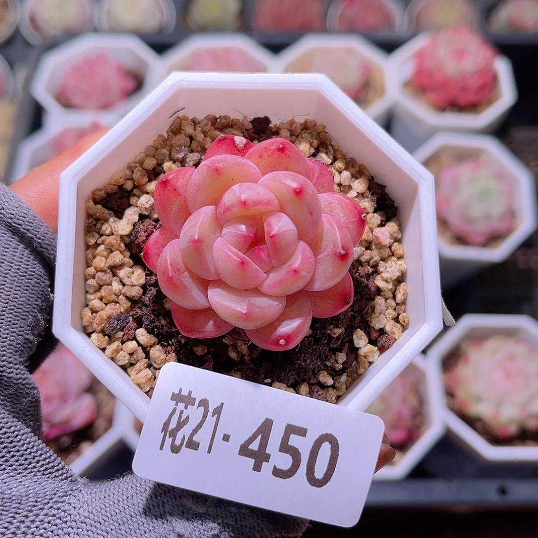 花21-450精选糖心