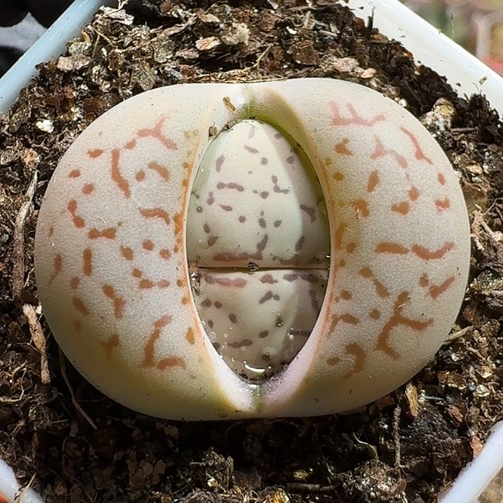 生石花111122222。  100