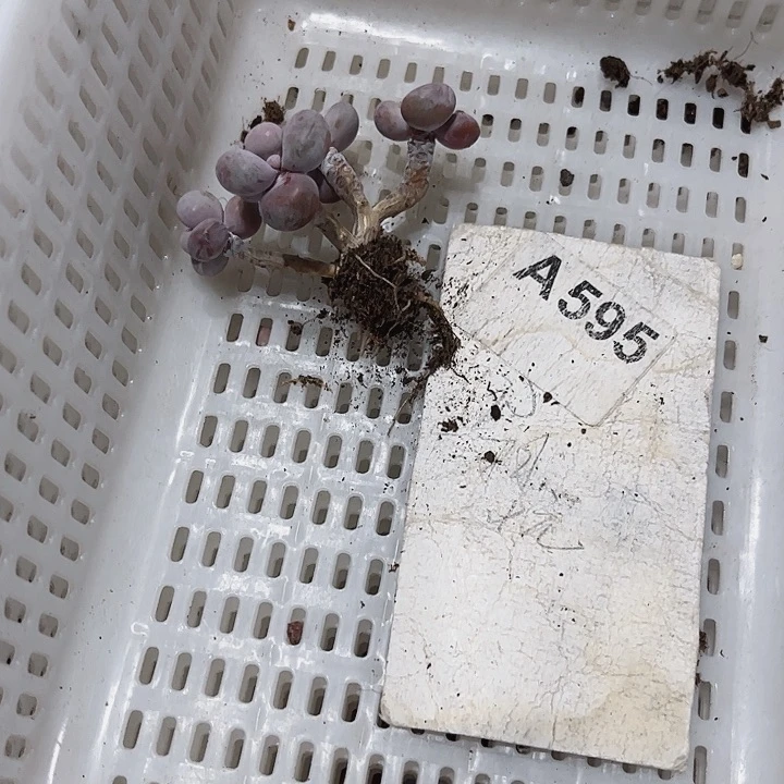 小*?595密密麻麻密密麻麻