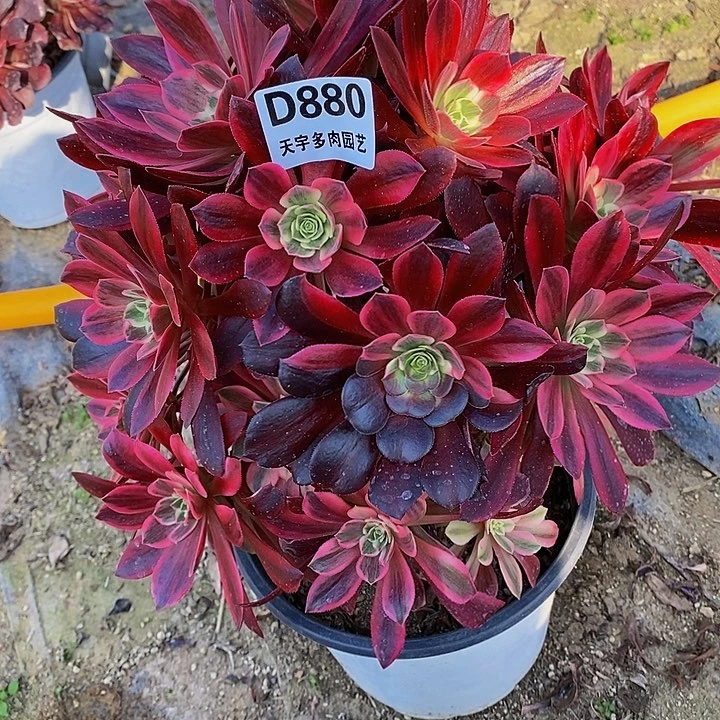 紫*多肉白婚纱880多肉