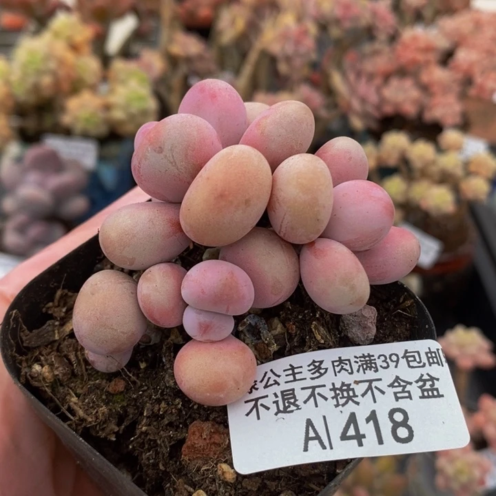 桃蛋6cm418多肉植物