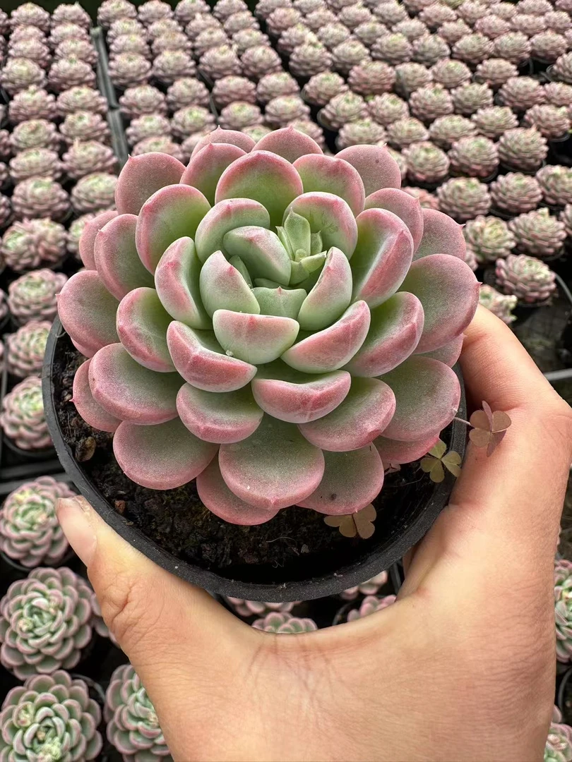 10#美人妆多肉植物      前男友精品多肉sm0471