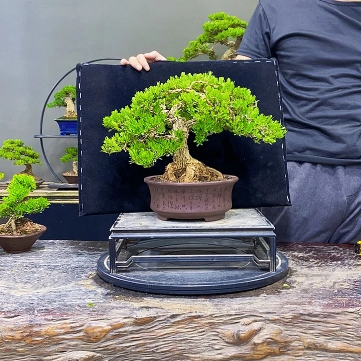 无花朵黄杨盆景四季常青