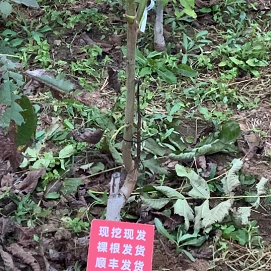 贝***子吊坠文玩核桃玉玺