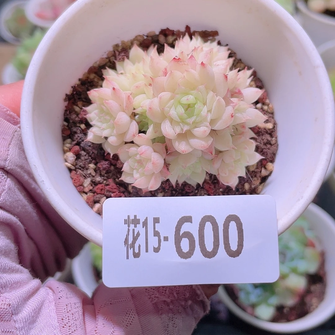 花利美15-600海王