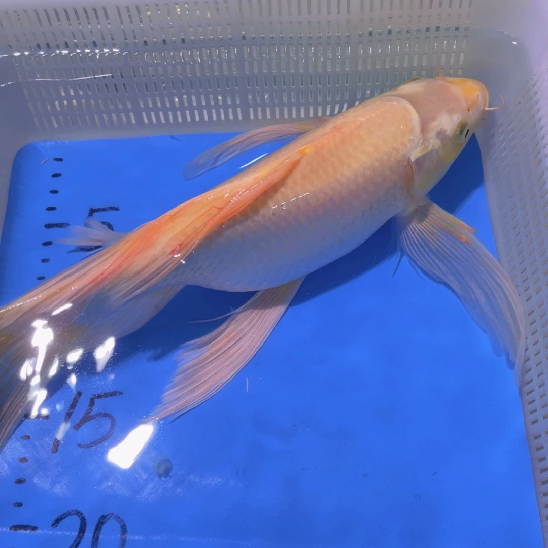 锦鲤锦鲤蝴蝶锦鲤包邮