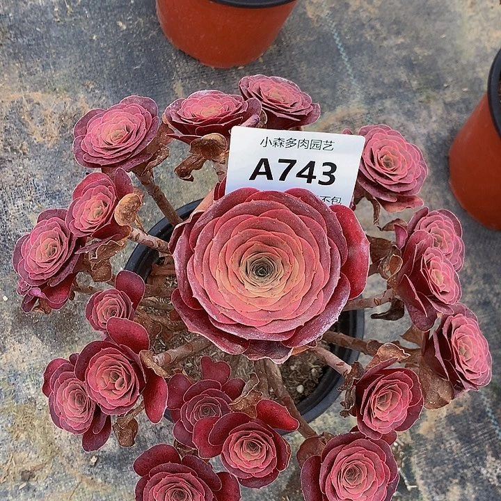 743魅金不包生死