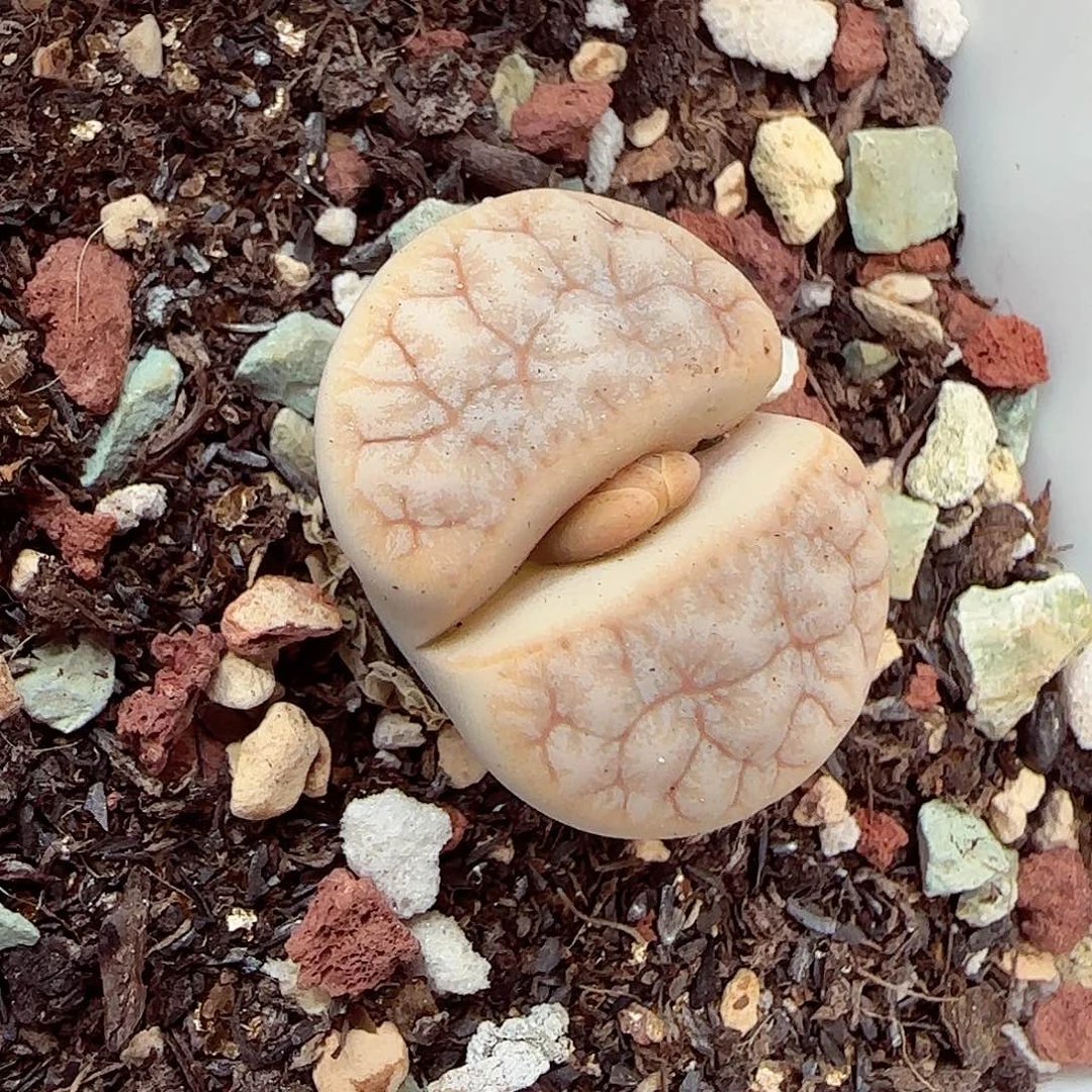 生石花满18包邮0918-20