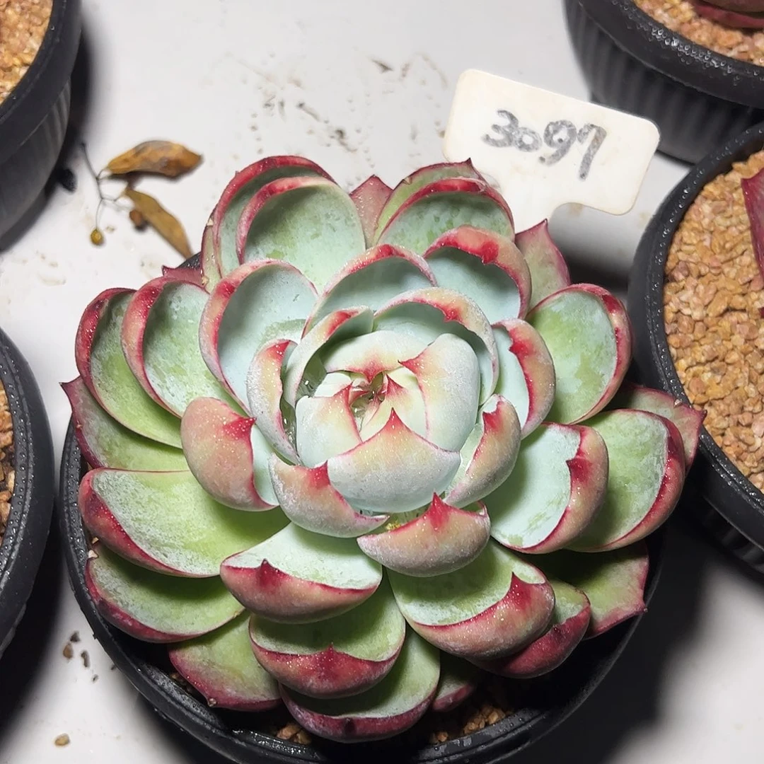 惊鸿仙子一物一拍3097号