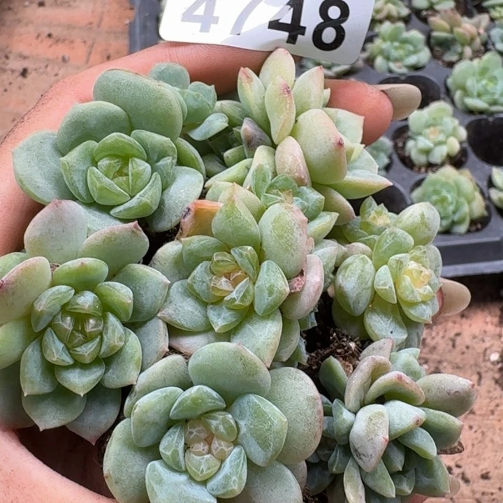 小***妈完全开放多肉植物多肉植物