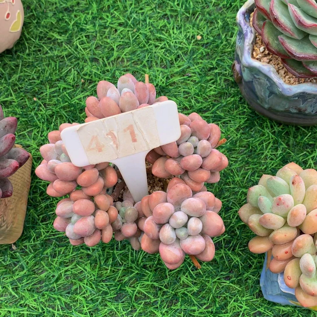 糕**高汤圆多肉植物72727