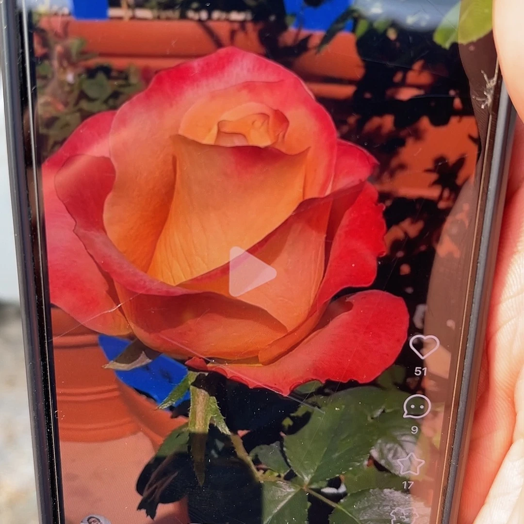 无花朵——-塞尔维亚 福利款