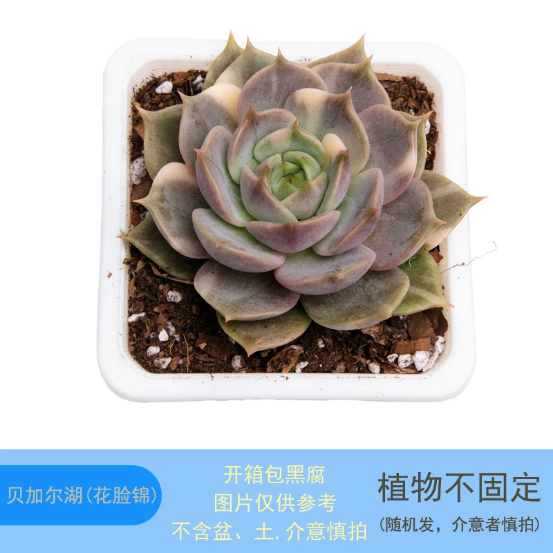 贝加尔湖花脸锦(锦大于7片)单头锦稀有自然锦多肉盆栽新手好养