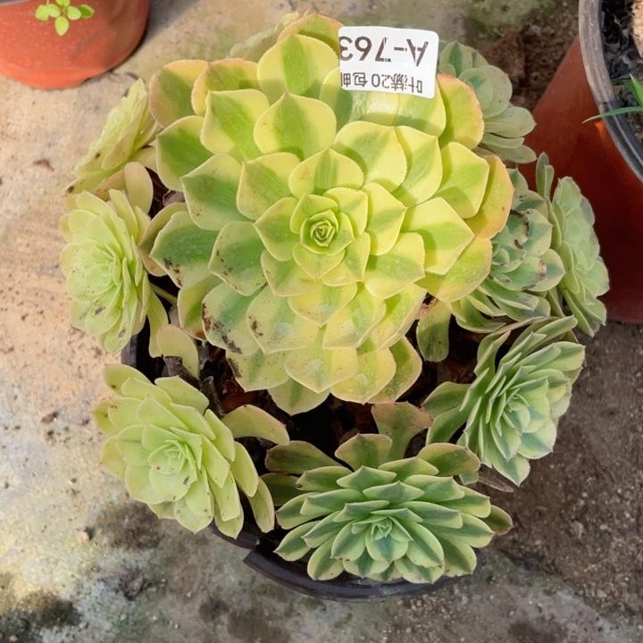 763雨荷多肉123446789