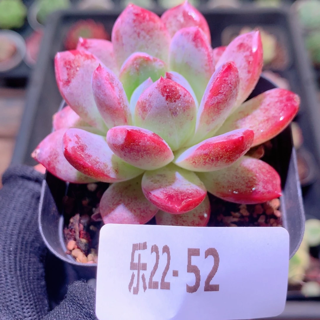 乐然22-52 新品单头