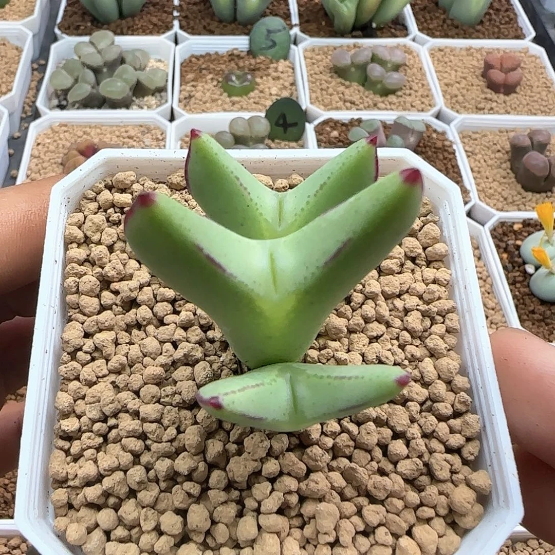 哈哈哈哈哈哈哈49814