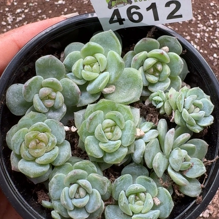 完全开放多肉植物多肉植物