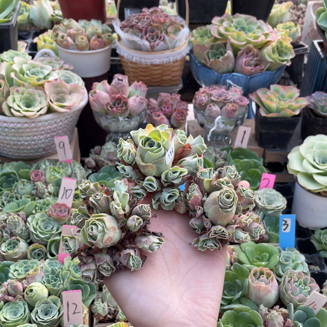 山地玫瑰多肉植物花卉114