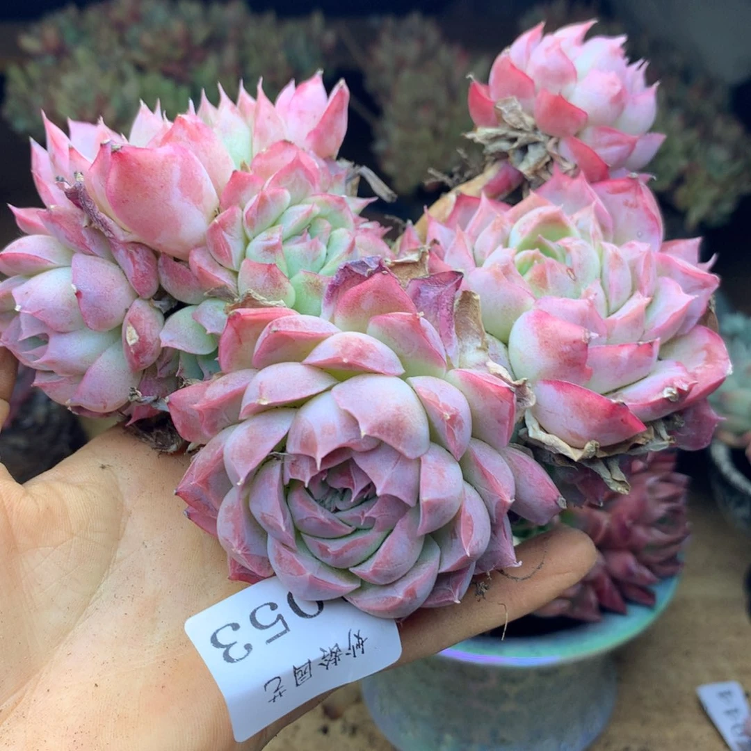 乔*板1053杂交精品基地13厘米