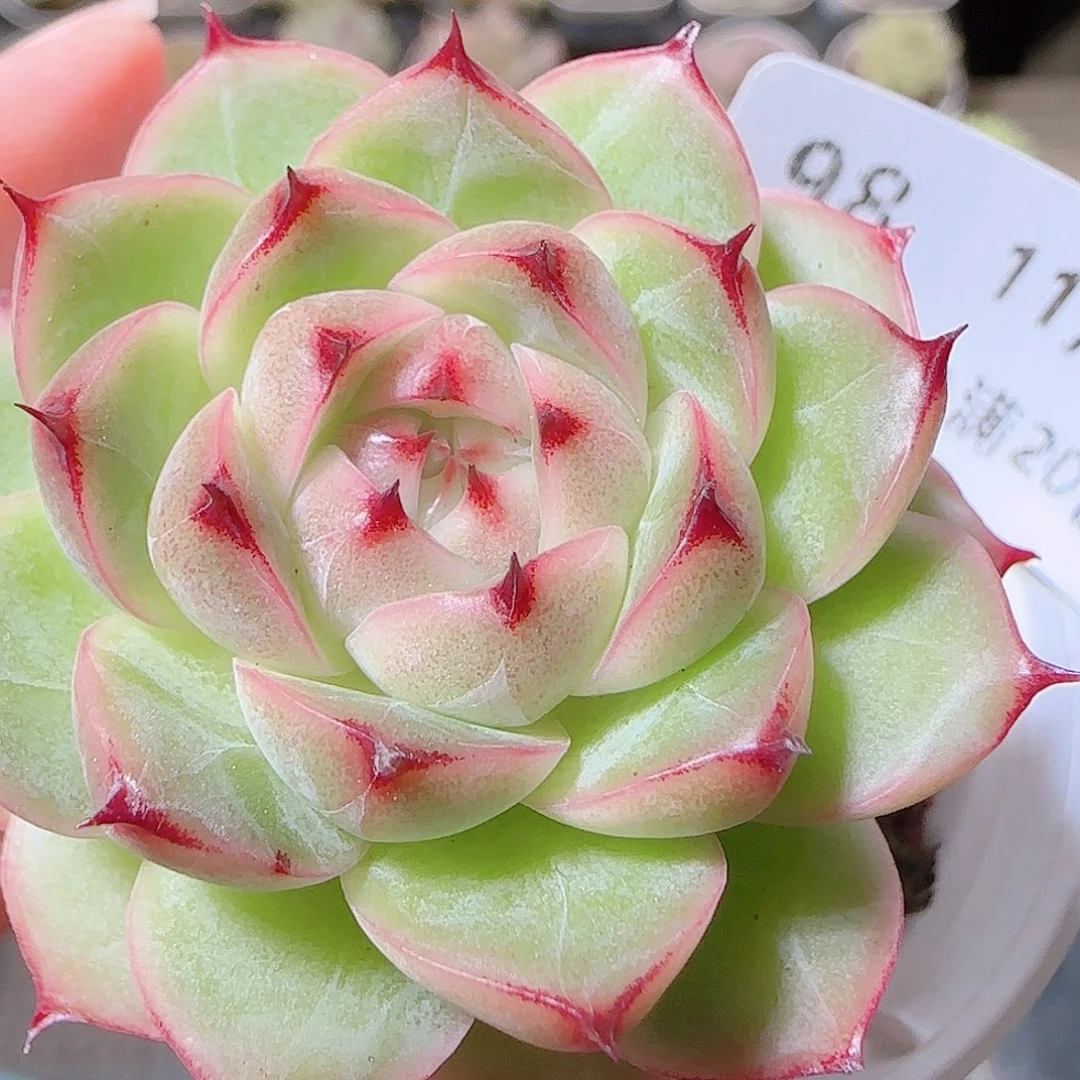 花语逸镜1120-98麦秆
