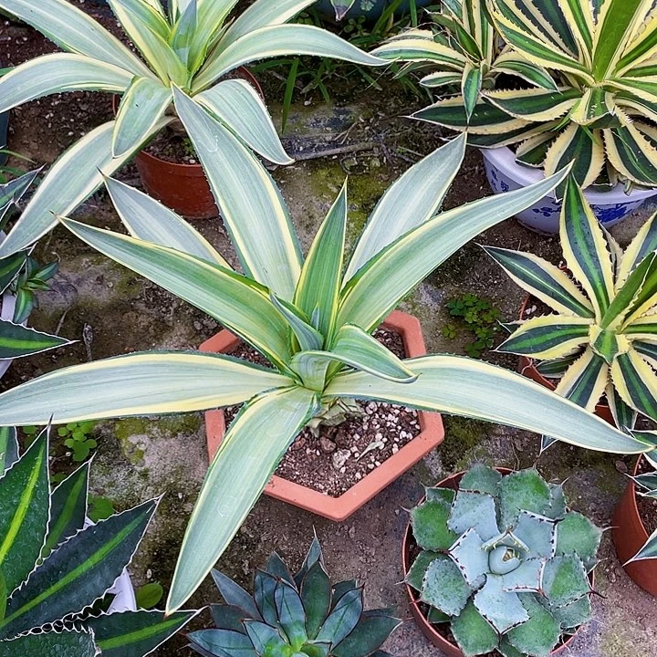 完全开放翡翠盘锦33cm裸根发货