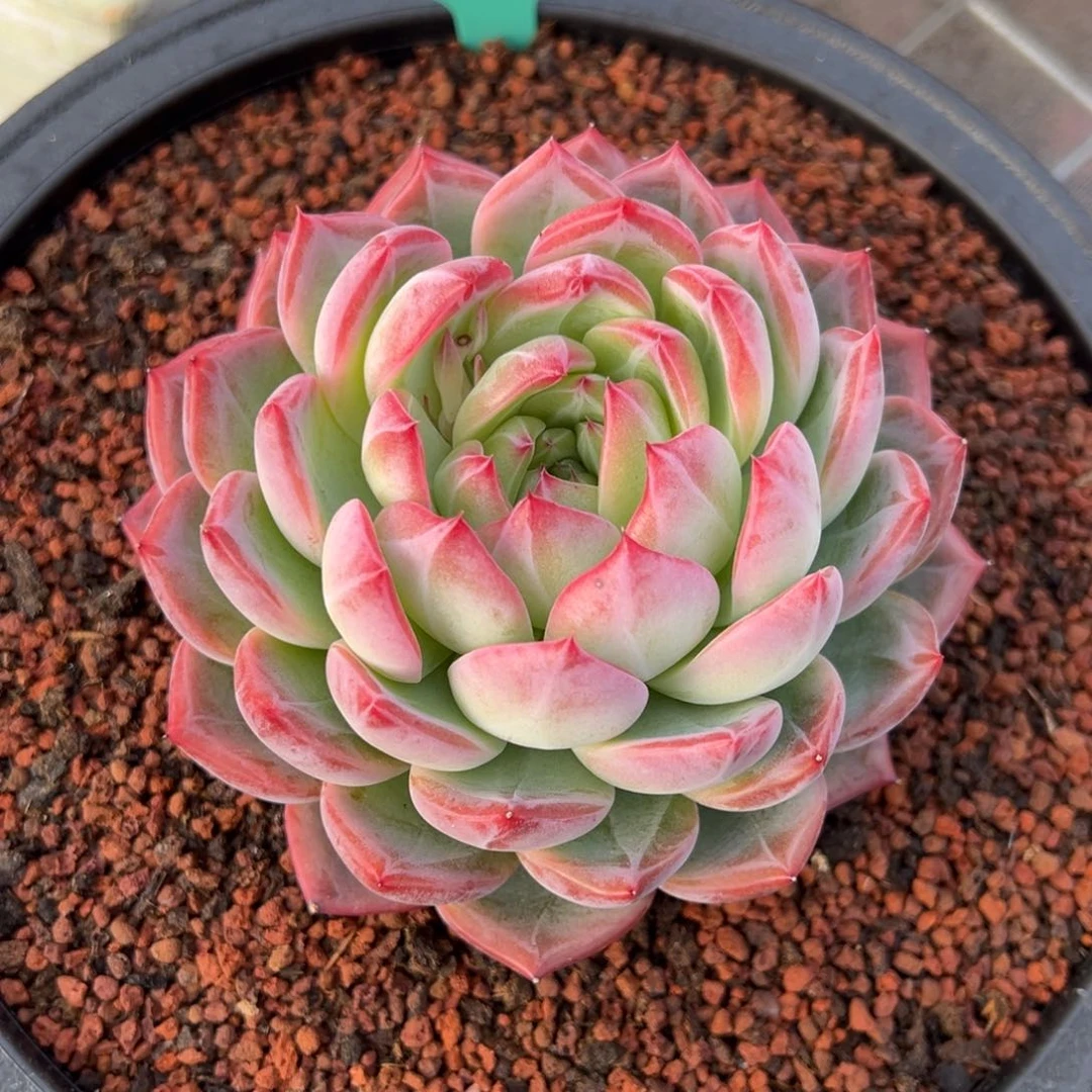 从前慢多肉精选编号0208.20