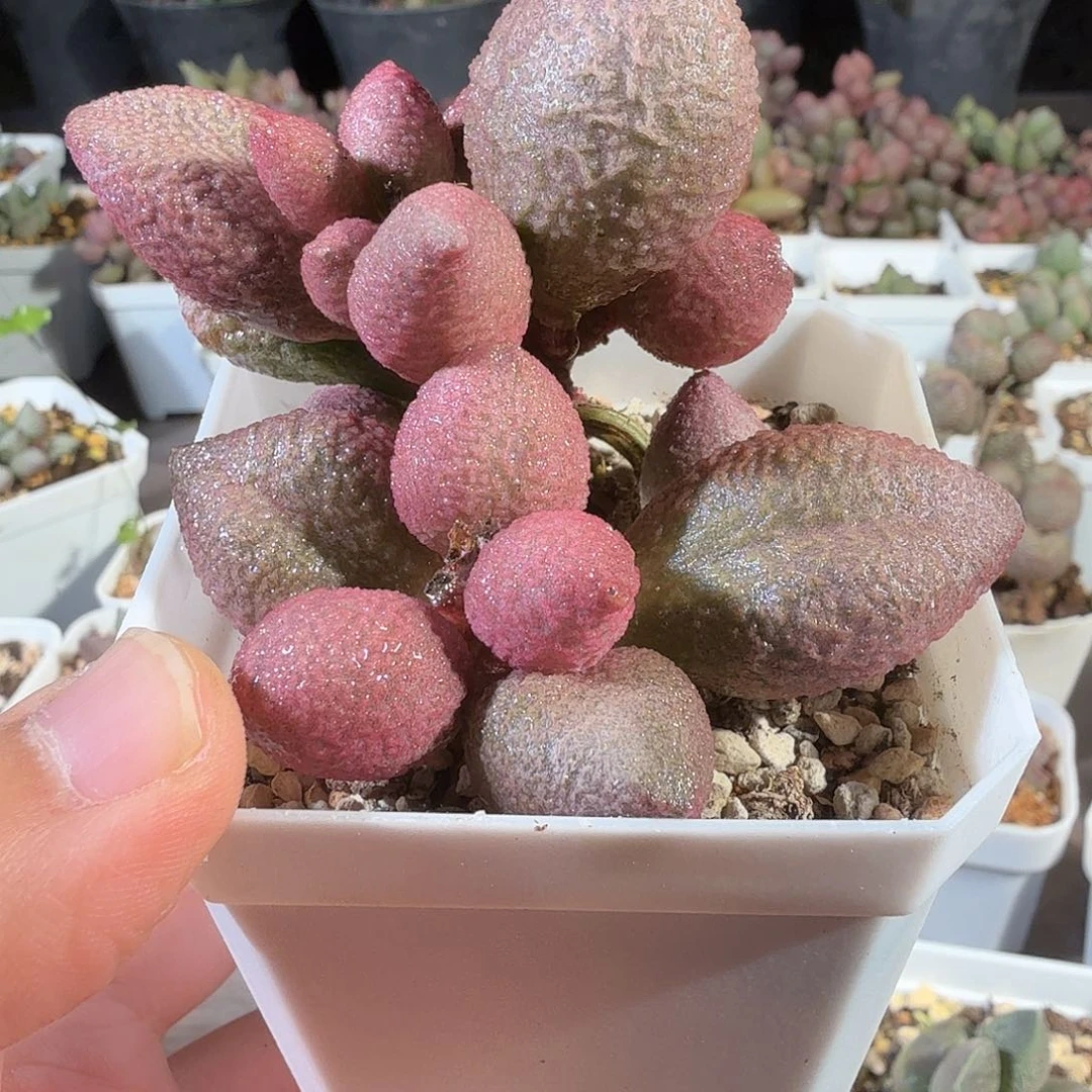 腹部138 包