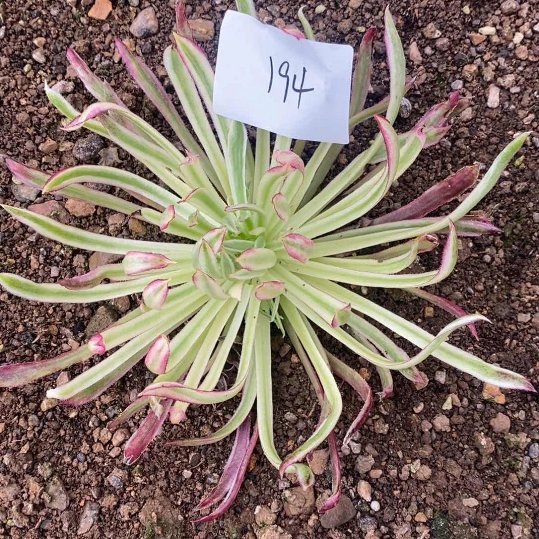 194金丝菊多肉植物