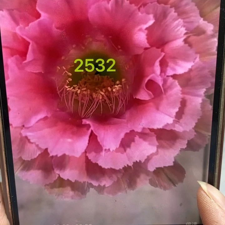 彩草2532侧芽5公分左右