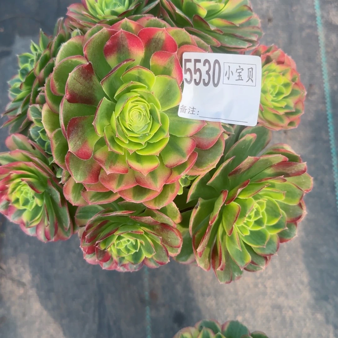 の***简5530奶白多肉多肉