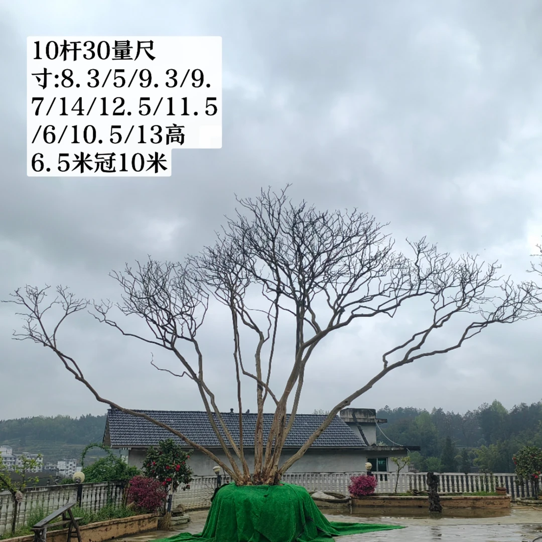 原生品种红花老紫薇