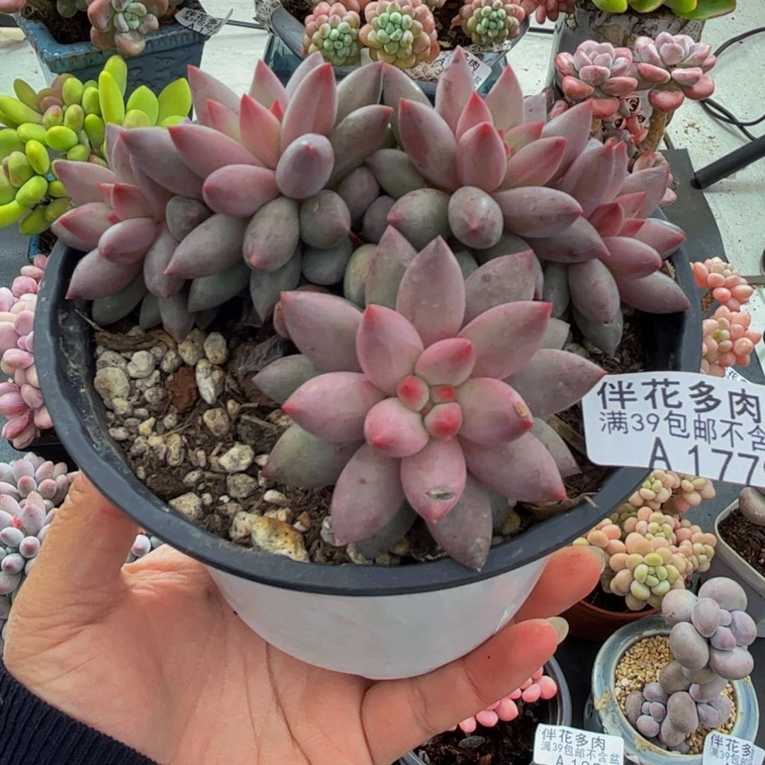 1779虞美人9cm多肉有砍