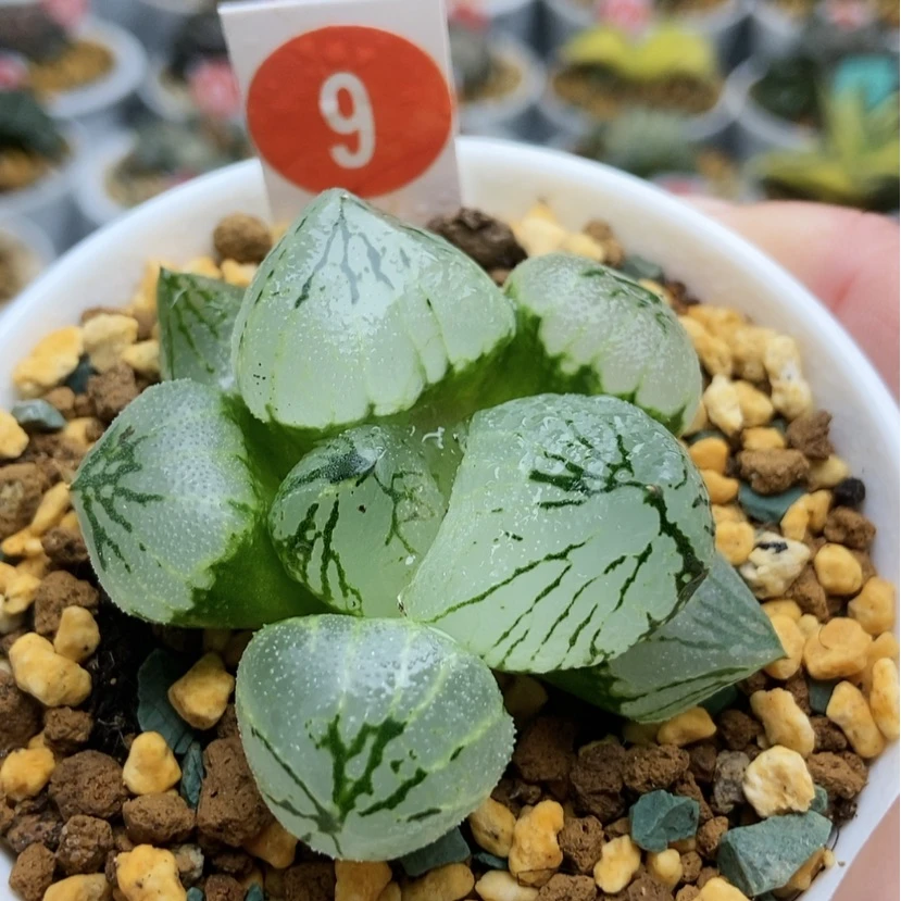 【闪购商品】9杨贵妃