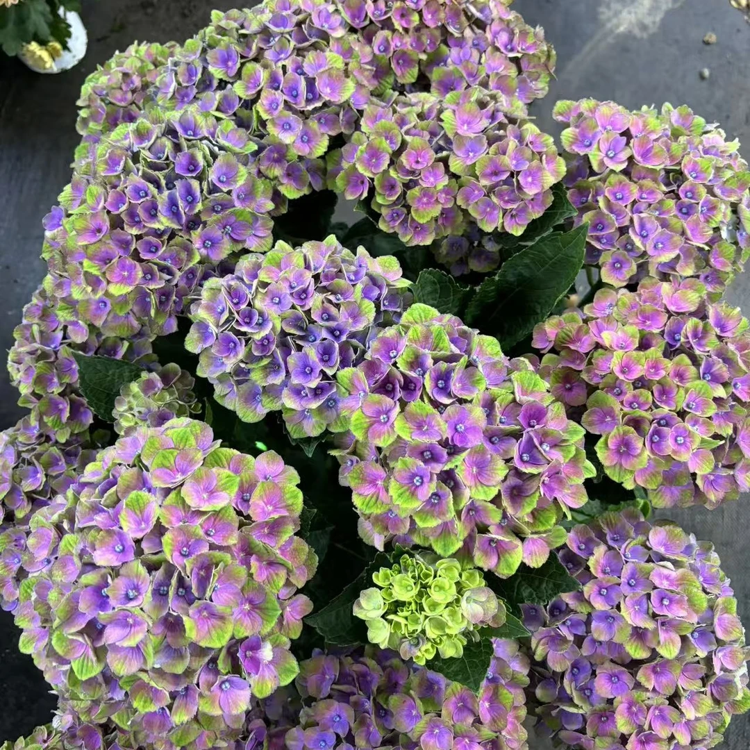 【魔幻夏洛特】绣球花盆栽花卉阳台庭院新手易养护