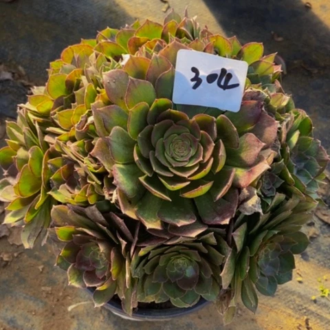 万圣节多肉植物304多肉
