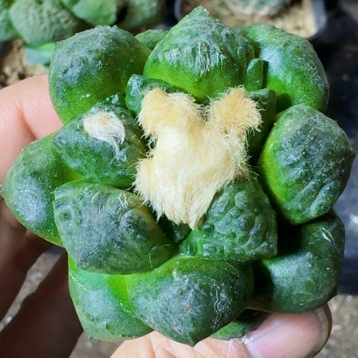 无花朵苗接牡丹453