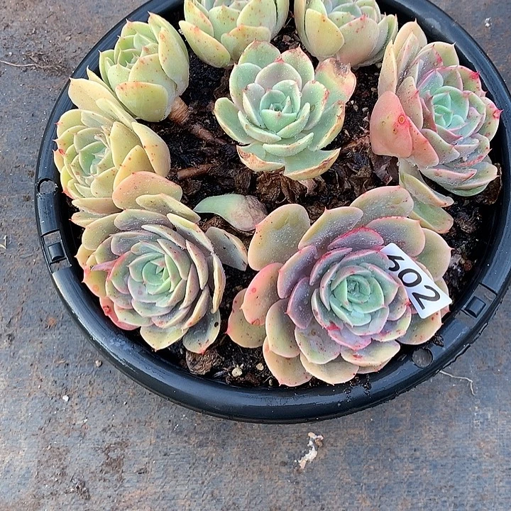 602蓝色苍鹭 一物一拍多肉