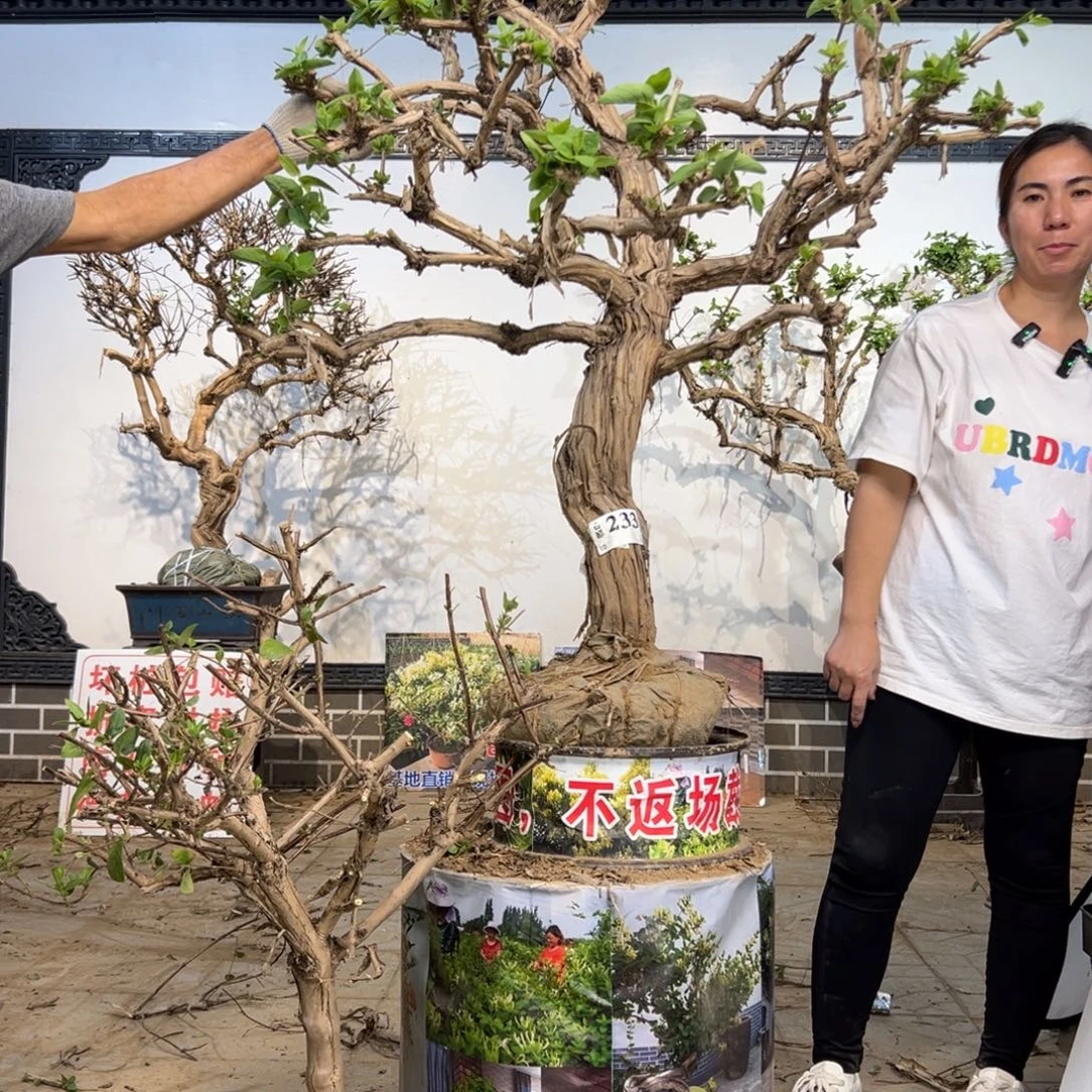 无花朵金银花盆景老桩