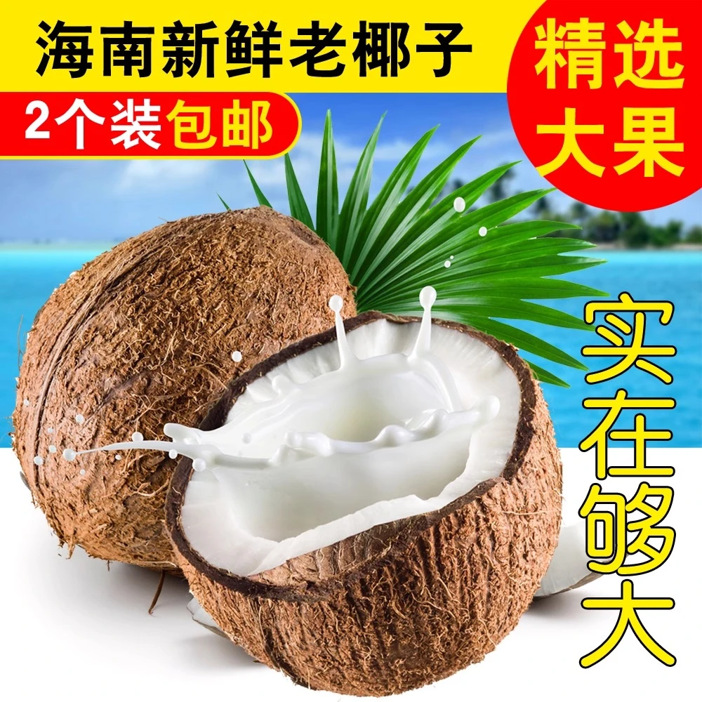 海南老椰子新鲜水果去皮毛椰新鲜榨椰汁椰皇椰宝椰肉炖鸡汤