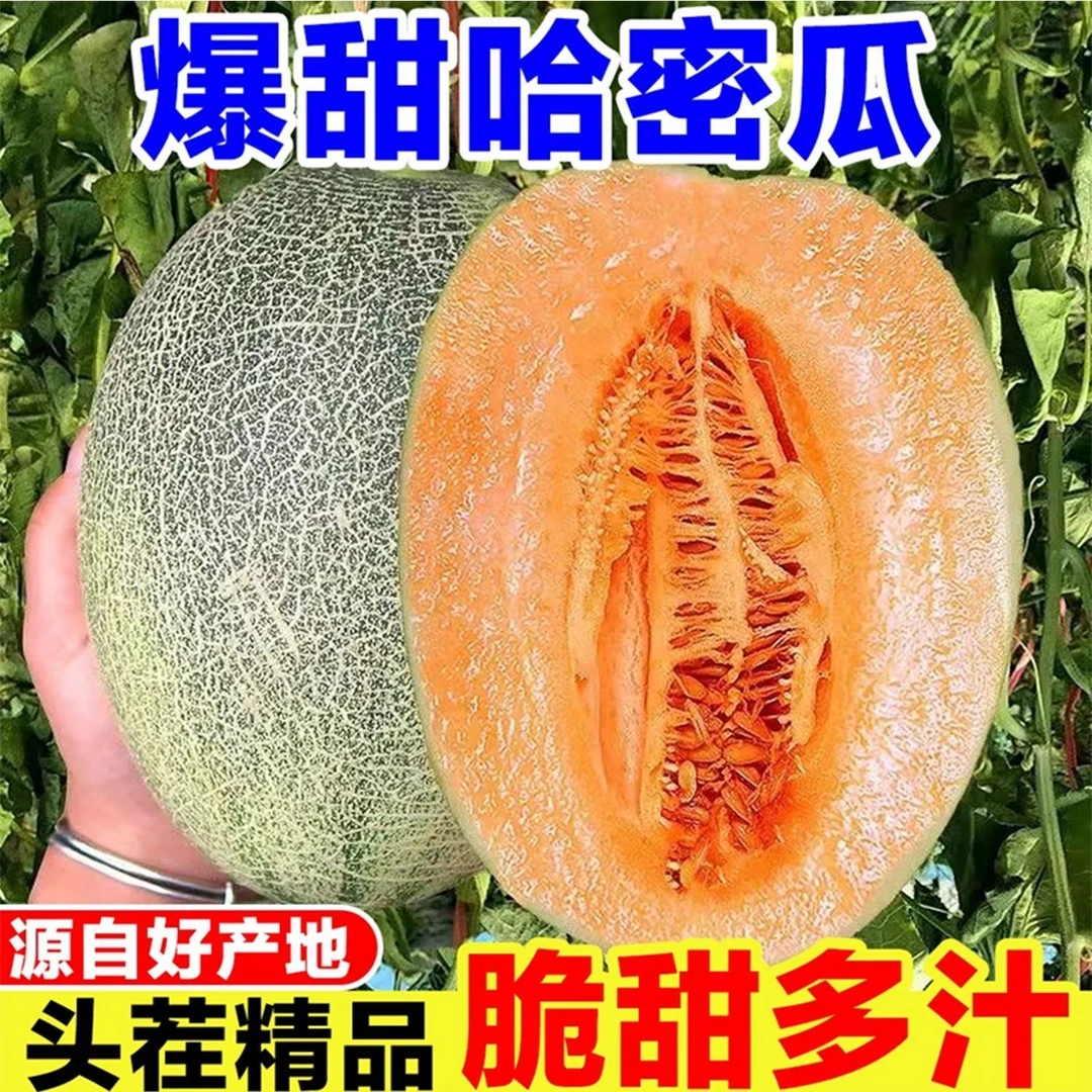 【现采现发】新鲜哈密瓜西州蜜25号绿皮网纹脆爽爆甜多汁农户直发-3