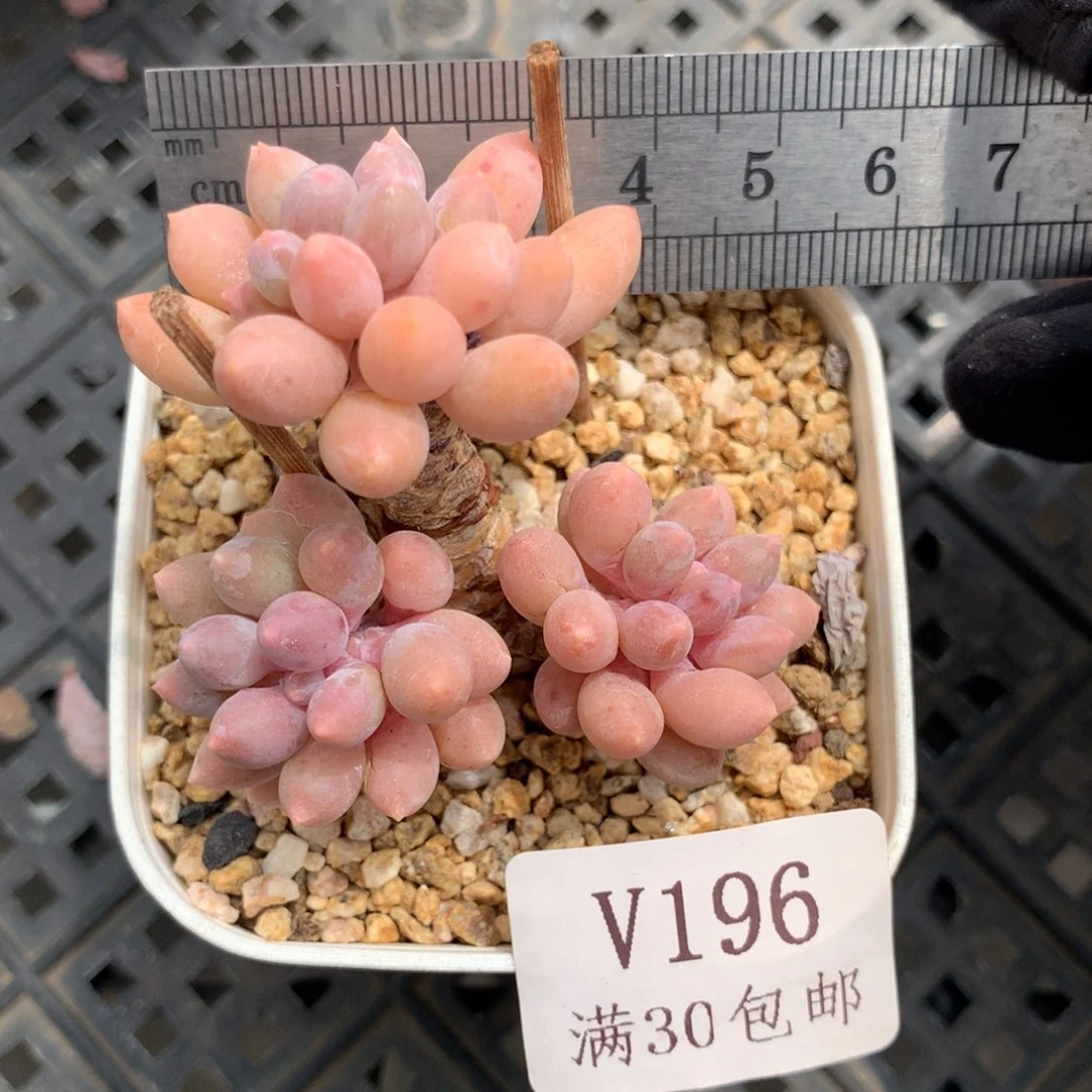 196。婴儿手指老桩。