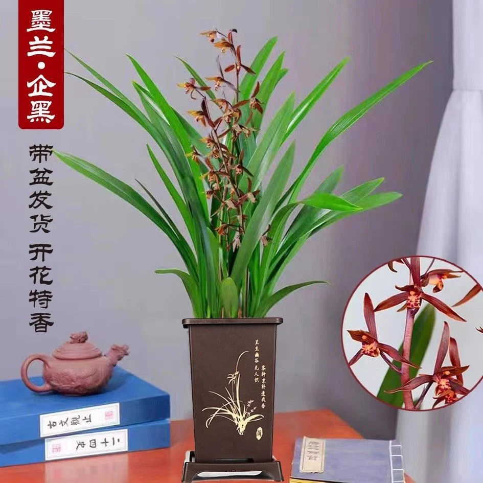 精品墨兰兰花苗6-8株苗兰场基地直发带方盆种好