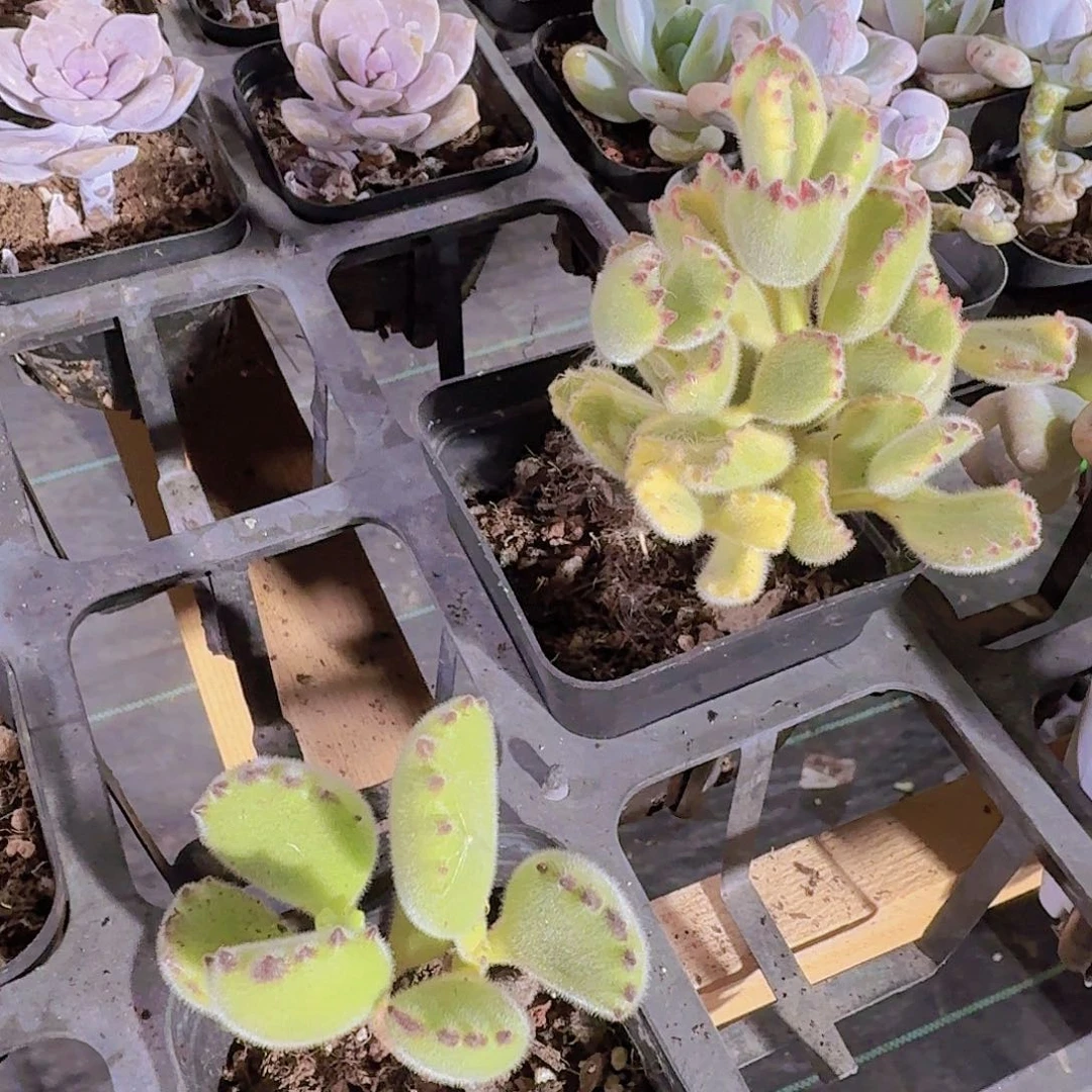 精品小黄熊多肉植物