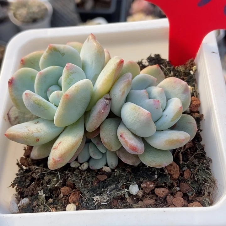 838橙子石化多肉植物